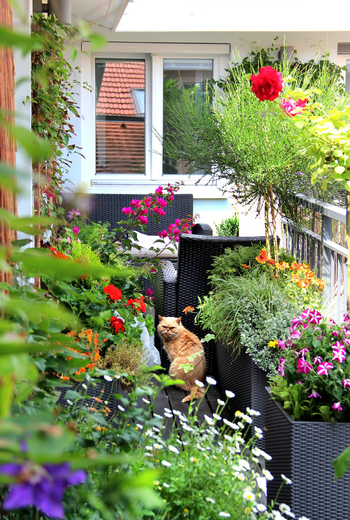 osvěžte balkon přítomností rostlin
